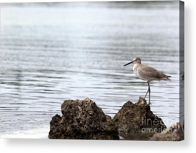 Bird; Sandpiper; Water; Gulf Of Mexico; Florida; Key West; Sunlight; Reflections; Ripples; Rocks; Beach; Acrylic Print featuring the photograph The Sandpiper by Tina Uihlein