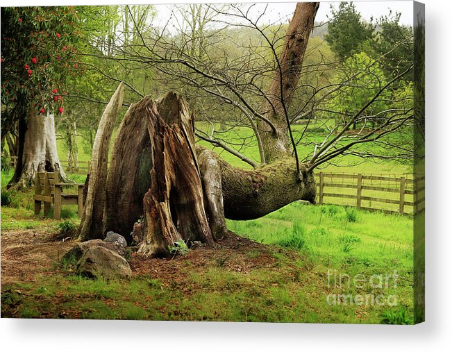 Enys Acrylic Print featuring the photograph The Survivor by Terri Waters