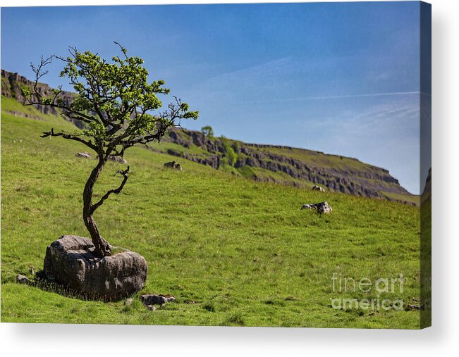 England Acrylic Print featuring the photograph The Tree In The Rock by Tom Holmes Photography