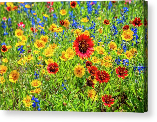Texas Wildflowers Acrylic Print featuring the photograph The Vibrant Colors of Spring 2 by Lynn Bauer