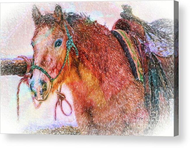 Horses Acrylic Print featuring the photograph The Waiting Game by DB Hayes