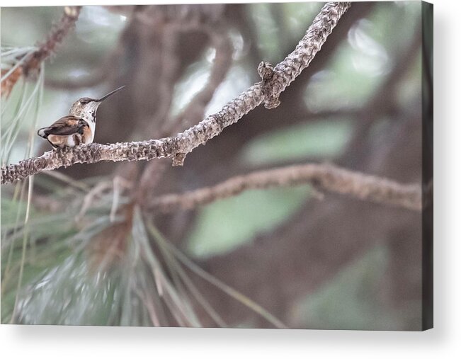 Hummingbird Acrylic Print featuring the photograph The Watcher by Laura Putman