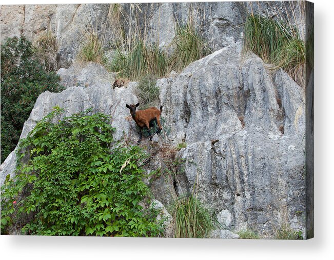 Risk Acrylic Print featuring the photograph the wild Mallorcan goat by Wjarek