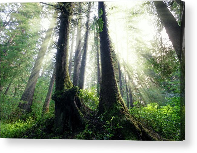 Oregon Acrylic Print featuring the photograph The Wood Between The Worlds by Rick Berk