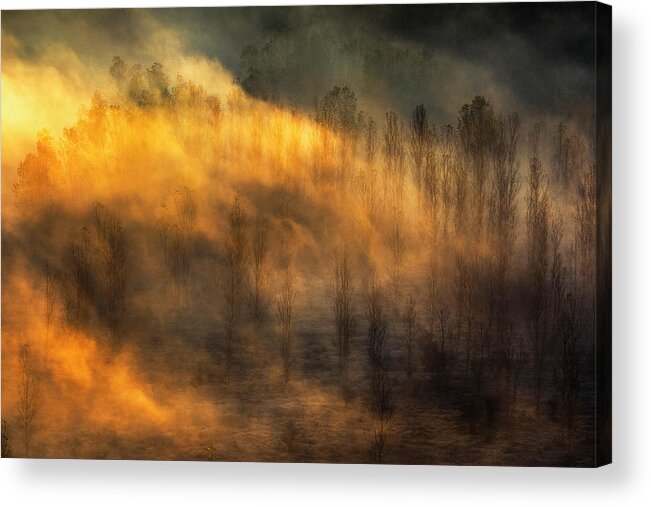 Bulgaria Acrylic Print featuring the photograph Thin Forest by Evgeni Dinev
