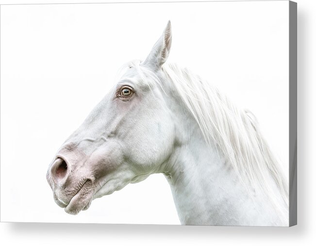 Photographs Acrylic Print featuring the photograph Thinking - Horse Art by Lisa Saint