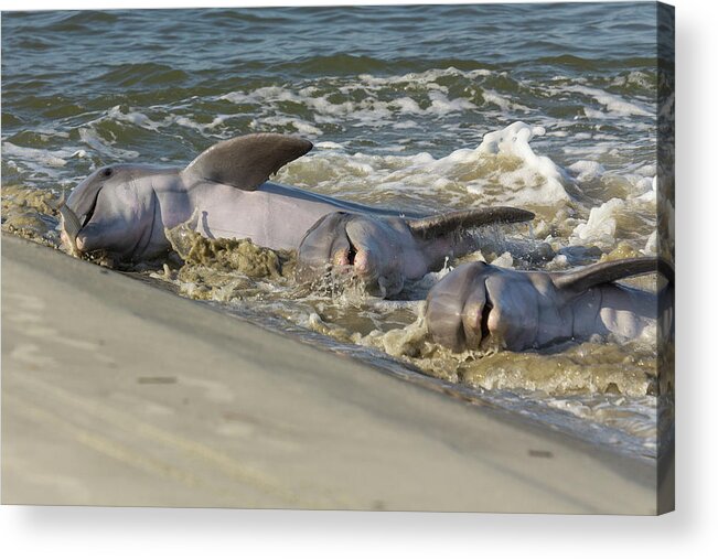 Dolphin Acrylic Print featuring the photograph Three Amigos by Patricia Schaefer