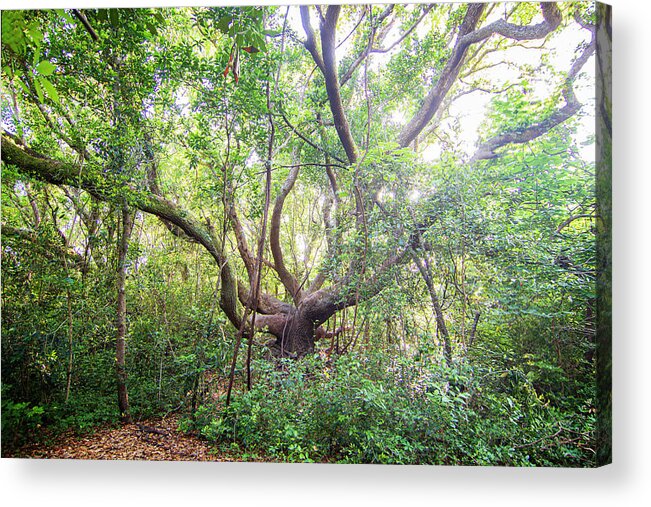Live Oak Acrylic Print featuring the photograph Three Century Live Oak Tree - North Carolina Crystal Coast by Bob Decker