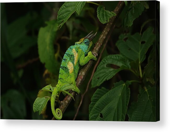 Chameleon Acrylic Print featuring the photograph Three-Horned Chameleon by Melihat Veysal