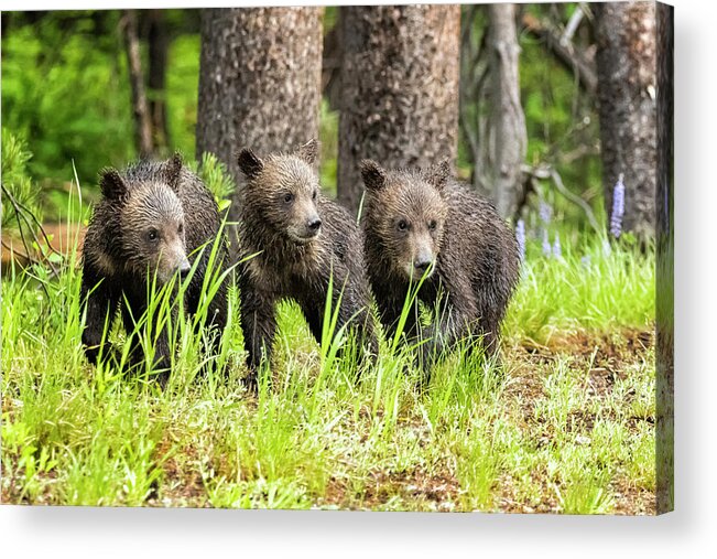 Grizzly Acrylic Print featuring the photograph Three of Four of Grizzly 399's Cubs by Belinda Greb