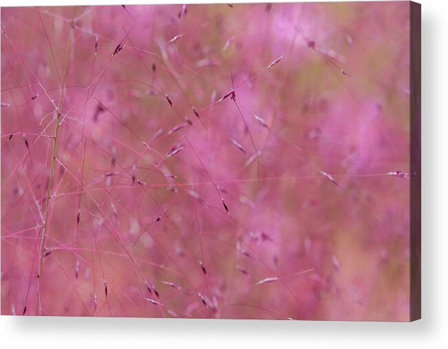 Abstract Acrylic Print featuring the photograph Through A Pink Mist by Liz Albro