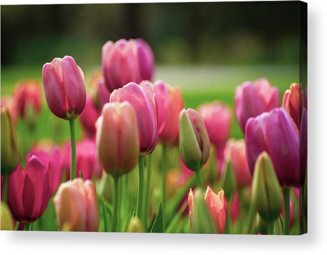 Tulips Acrylic Print featuring the photograph Tickled Pink by Mary Ann Artz