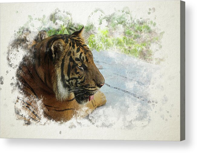 Tiger Acrylic Print featuring the digital art Tiger Portrait with Textures by Alison Frank