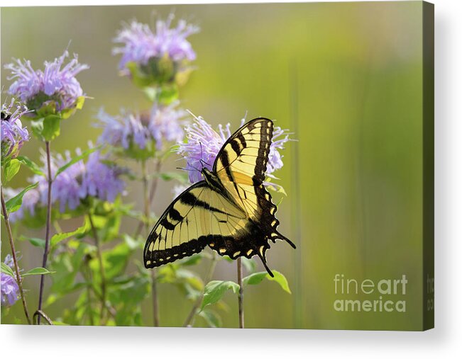 Wildflower Garden Acrylic Print featuring the photograph Tiger Swallowtail - Butterflies by Rehna George