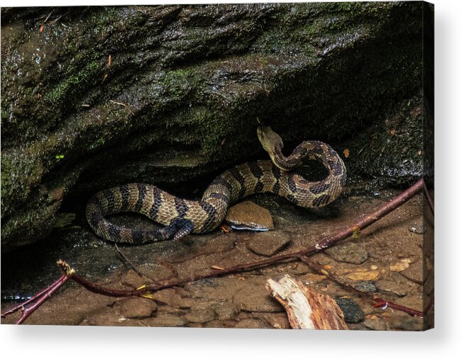Brevard Acrylic Print featuring the photograph Timber Rattler by Melissa Southern