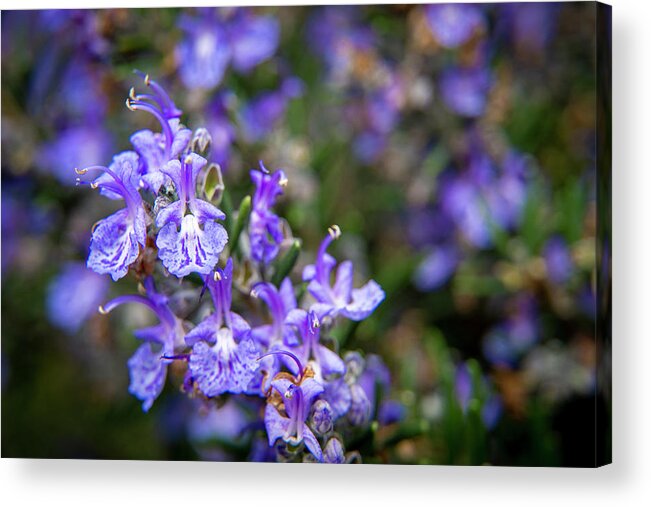 Rosemary Acrylic Print featuring the photograph Tiny Rosemary Blossoms by Lindsay Thomson