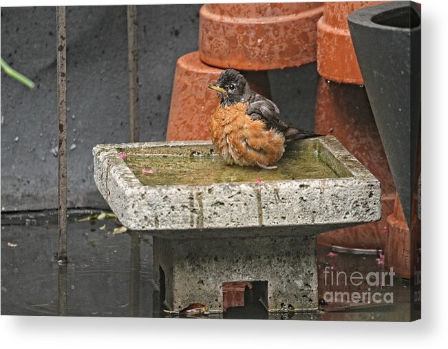 Wildlife Acrylic Print featuring the photograph To Bathe OR not to bathe THAT is the QUESTION by Patricia Youngquist