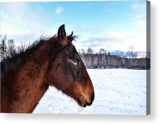 Winter Acrylic Print featuring the photograph Today is the Day by Listen To Your Horse