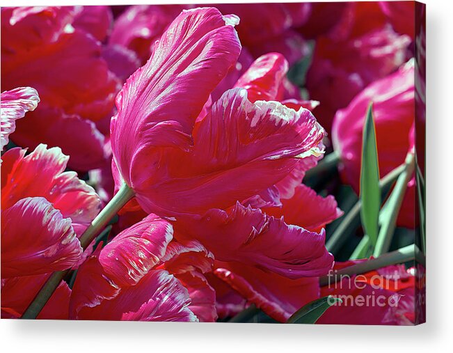 Tulips Acrylic Print featuring the photograph Totally Tulips by Elaine Teague