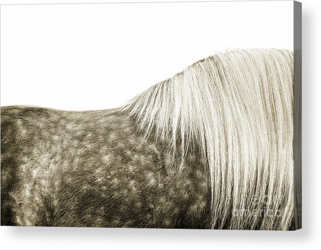 Photographs Acrylic Print featuring the photograph Touch of Gold - horse art by Lisa Saint