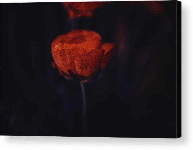 Flowers Acrylic Print featuring the photograph Touch of red by Yasmina Baggili