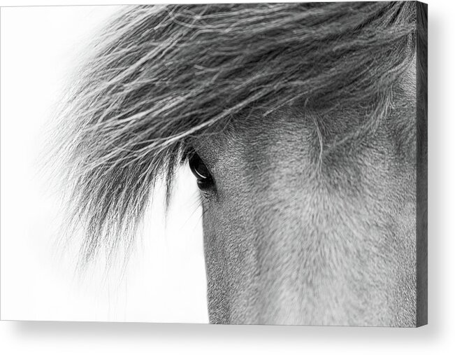 Horse Acrylic Print featuring the photograph Tova - Horse Art by Lisa Saint