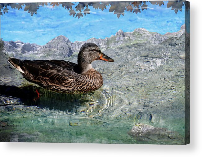 Duck Acrylic Print featuring the photograph Tovel by Raffaele Corte