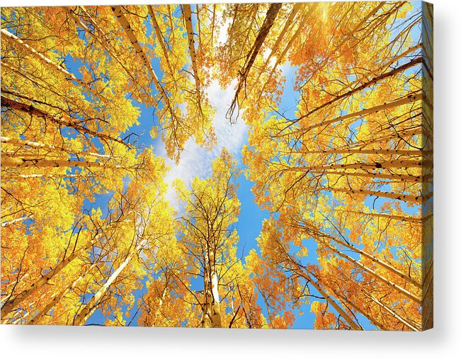 Aspens Acrylic Print featuring the photograph Towering Aspens by Darren White
