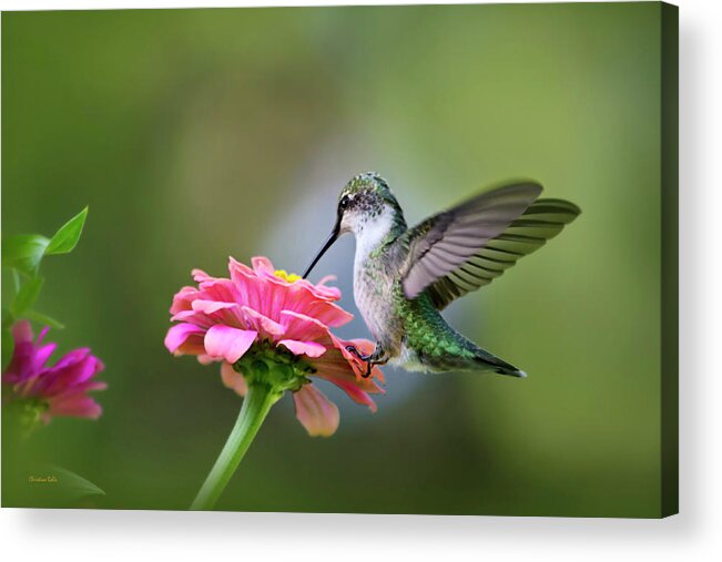 Hummingbird Acrylic Print featuring the photograph Tranquil Joy by Christina Rollo