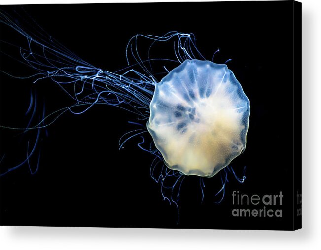 Poster Acrylic Print featuring the photograph Transparent Jellyfish With Long Poisonous Tentacles by Andreas Berthold