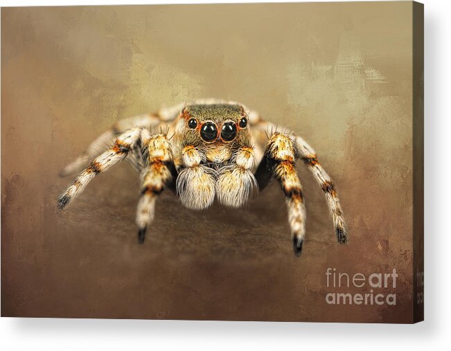 Trantula Acrylic Print featuring the photograph Jumping Spider by Elisabeth Lucas