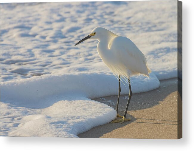 Snowy Egret Acrylic Print featuring the photograph Treasures of the Foam by RD Allen