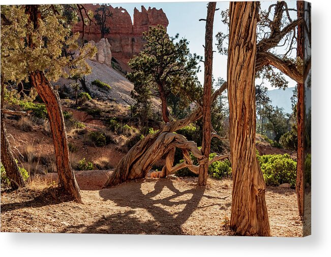 Beauty In Nature Acrylic Print featuring the photograph Tree at Bryce by Nathan Wasylewski