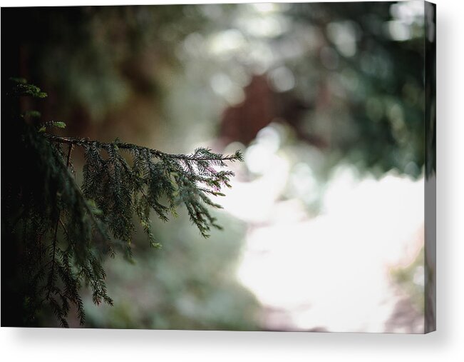 Photography Acrylic Print featuring the photograph Tree Branch Along the Path by Evan Foster