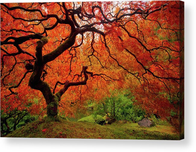 Fall Acrylic Print featuring the photograph Tree Fire - New and Improved by Darren White