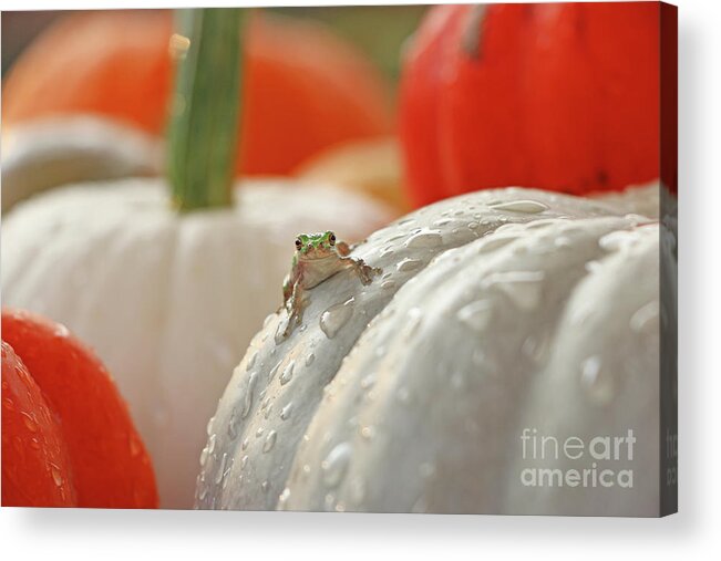 Tree Frog Acrylic Print featuring the photograph Tree Frog 4616 by Jack Schultz