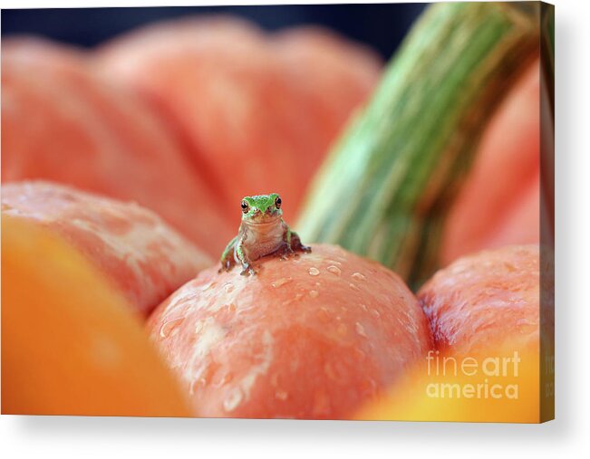 Tree Frog Acrylic Print featuring the photograph Tree Frog 4638 by Jack Schultz