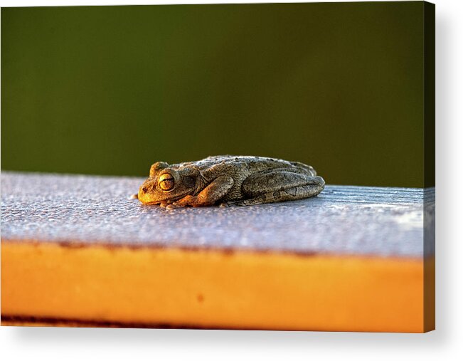 Tree Frog Acrylic Print featuring the photograph Tree frog relaxing as the sun rises for day to begin by Dan Friend