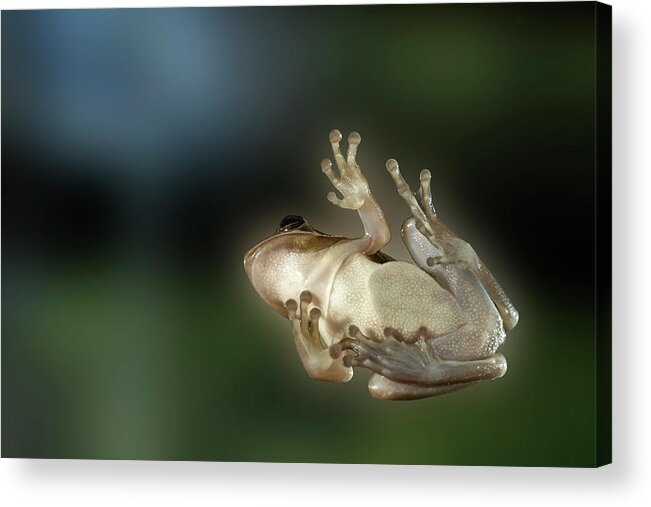 Tree Frog Acrylic Print featuring the photograph Tree frog underneath by Dan Friend