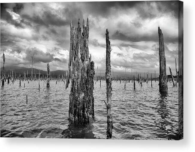 Brokopondo Lake Acrylic Print featuring the photograph Tree Graveyard by Phil Marty