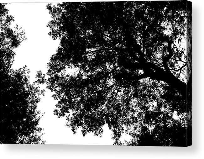 Tree Acrylic Print featuring the photograph Tree silhouette by Fabiano Di Paolo