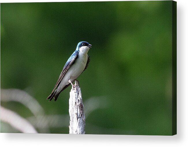 Tree Acrylic Print featuring the photograph Tree Swallow by Denise Kopko