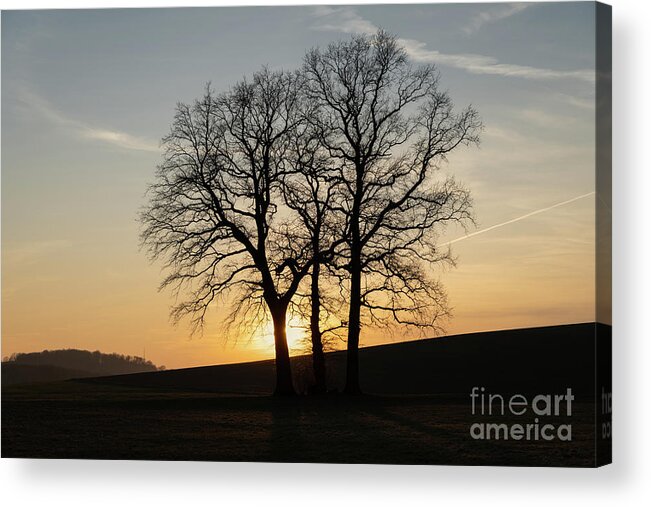 Trees Acrylic Print featuring the photograph Trees and golden evening light in winter by Adriana Mueller