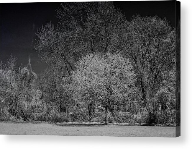 Trees Acrylic Print featuring the photograph Trees in Spring Black and White infrared by Alan Goldberg