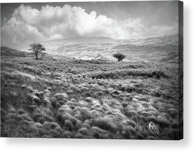 Clouds Acrylic Print featuring the photograph Trees in the Irish Mist in Black and White by Debra and Dave Vanderlaan