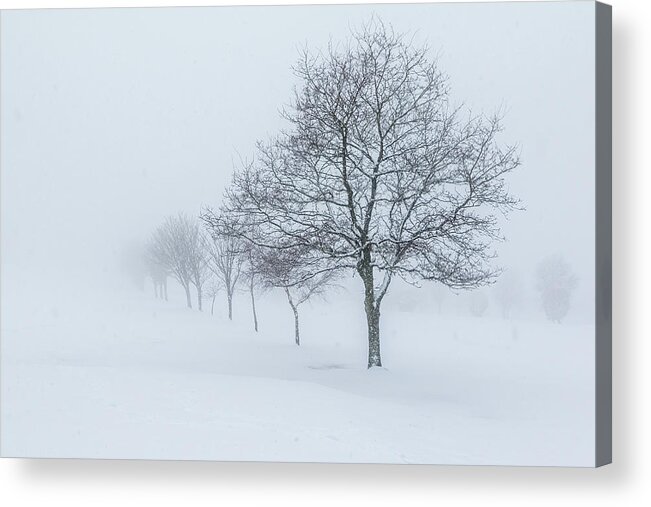 December Acrylic Print featuring the photograph Trees in the snow by Chris Smith