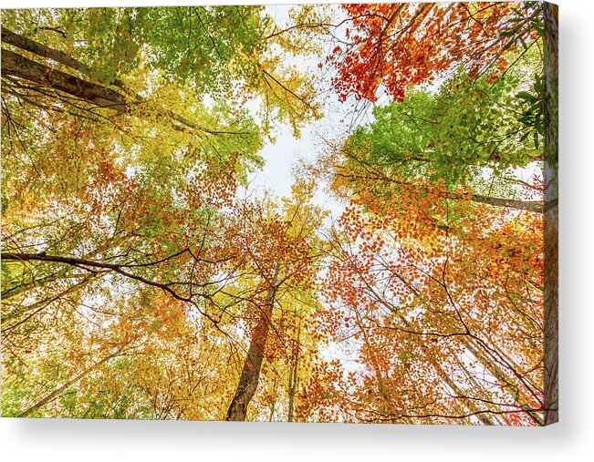 Tennessee Acrylic Print featuring the photograph Treetop Color Display by Stefan Mazzola
