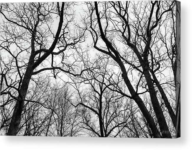 Black And White Acrylic Print featuring the photograph Treetops Blackstone Gorge BW by David Gordon