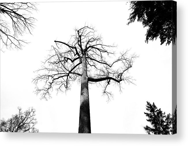 Tree Acrylic Print featuring the photograph Treetops by Robert Mintzes