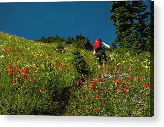 Mount Rainier National Park Acrylic Print featuring the photograph Trekking Among the Wildflowers by Doug Scrima